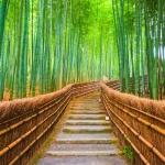 Zöldellő Arasijama bambuszliget Kiotóban, Japán (Távol-Kelet Akadémia)