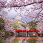 Japán kastély híddal, virágzó cseresznyefákkal, Japán